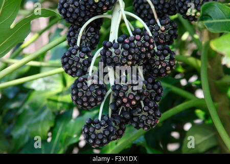 Fatsia japonica close up of berries Banque D'Images