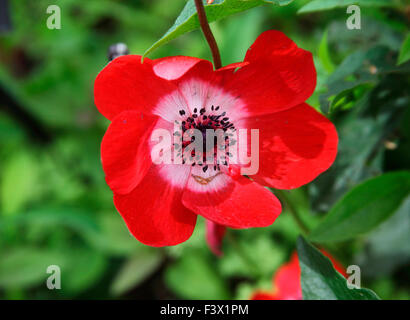 Anemone coronaria 'Hollandia' close up of flower Banque D'Images