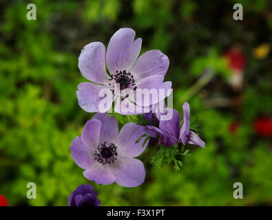 Anemone coronaria 'Hollandia' close up of flower Banque D'Images