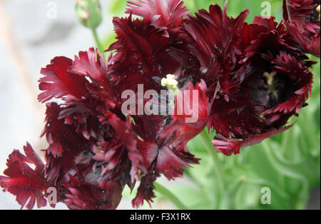 Tulipa 'Black Parrot' close up of flower Banque D'Images