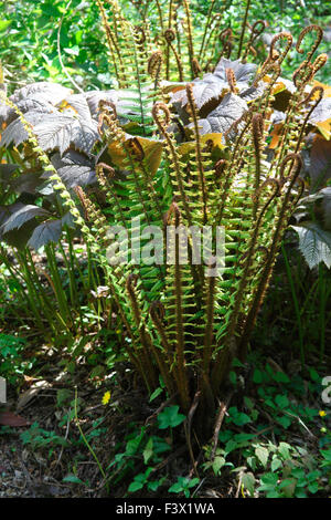 Dryopteris wallichiana close up of plant Banque D'Images