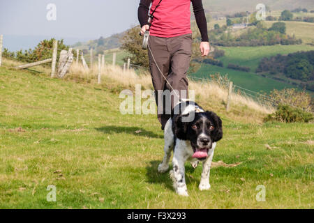 Dog walker owner un anglais Springer Spaniel chien pour une promenade quotidienne en laisse dans la campagne chien tirant. Todleth Hill Churchstoke Powys Pays de Galles UK Banque D'Images