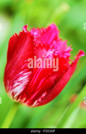 tulip magenta Banque D'Images