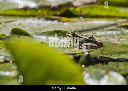 Grenouille verte (Pelophylax esculentus) Banque D'Images