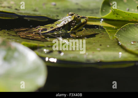 Grenouille verte (Pelophylax esculentus) Banque D'Images