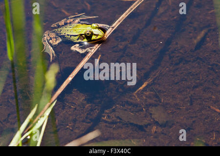 Grenouille verte (Pelophylax esculentus) Banque D'Images