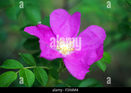 Close up of wild dog rose fleurs Banque D'Images