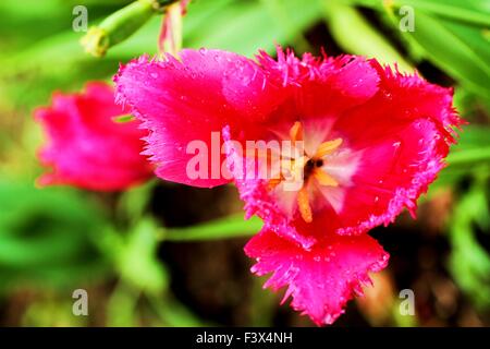 Red Parrot tulip Banque D'Images