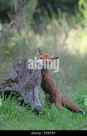 Le renard roux Vulpes vulpes chien à la recherche de nourriture dans dead tree stump Banque D'Images