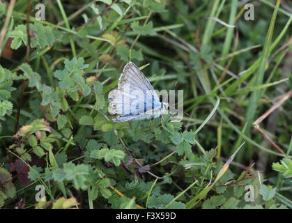 Chalkhill blue Lysandra corydon mâle en ailes herbes ouvrir Banque D'Images