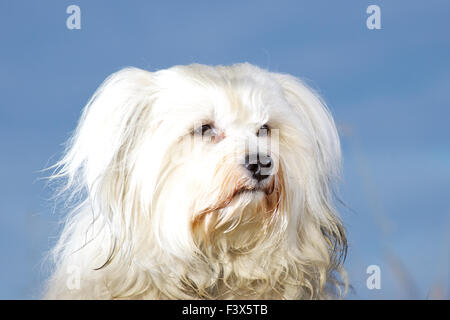 Portrait de chien Bichon Havanais Banque D'Images