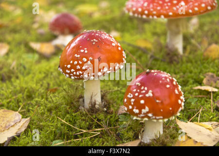 Fly agarics toxiques Banque D'Images