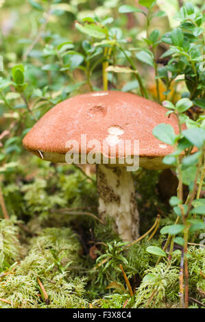 Gros plan sur les champignons (orange tasse le Leccinum aurantiacum) Banque D'Images