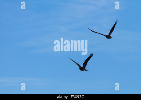 Cacatoès noir à queue jaune paire Banque D'Images