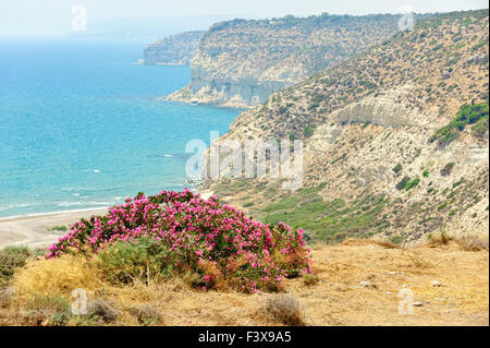 Bush sur la côte de la mer de fleurs Banque D'Images