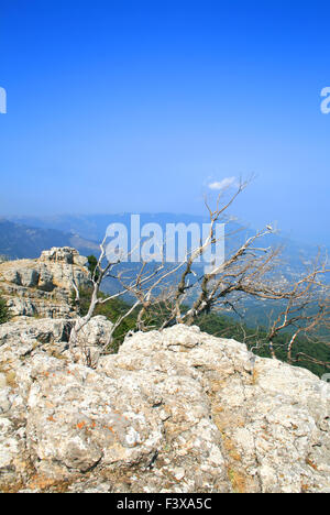 Arbre sur le sommet de la montagne Banque D'Images