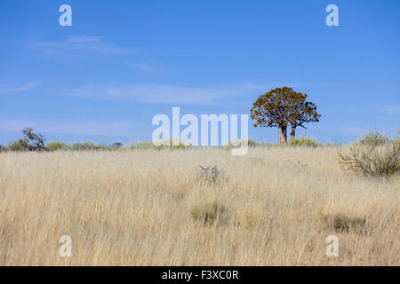 NamibRand nature reserve Banque D'Images