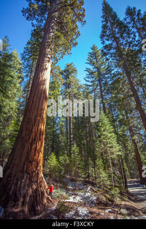 Dans le parc de Sequoia Yosemitenational Banque D'Images