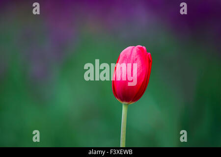 Tulipe rouge contre le fond vert Banque D'Images