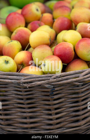 Panier de pommes de crabe « à col plat » récoltées en automne lors d'un spectacle d'automne. ROYAUME-UNI Banque D'Images