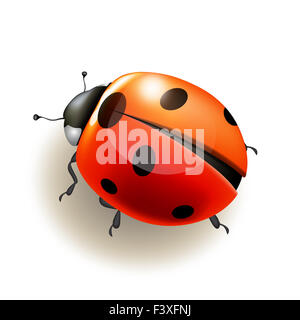 Coccinelle. Vector illustration. Banque D'Images