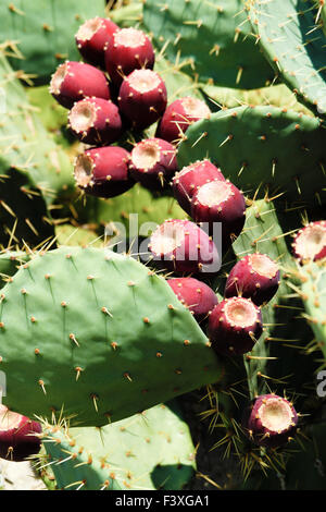 Le figuier de Barbarie (opuntia) avec des fruits de cactus Banque D'Images