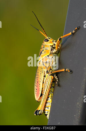 Le sud-est de Lubber Grasshopper (Romalea microptera), Arthur J. Marshall National Wildlife Reserve - Wellington, Banque D'Images