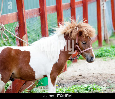 Petit Poney blanc et rouge tacheté Banque D'Images