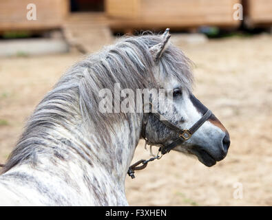 Poney gris Banque D'Images