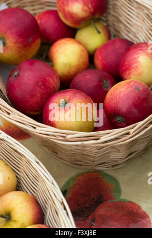 Récolte de pommes en automne dans un panier lors d'un spectacle d'automne. ROYAUME-UNI Banque D'Images