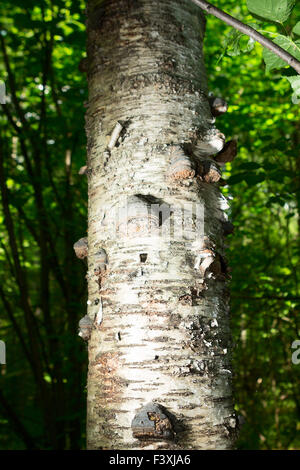 Champignon Chaga sur birch dans une forêt mixte. Banque D'Images