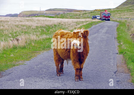 Highland cattle sur l'île de Skye Banque D'Images