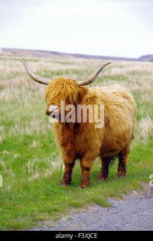 Highland cattle sur l'île de Skye Banque D'Images