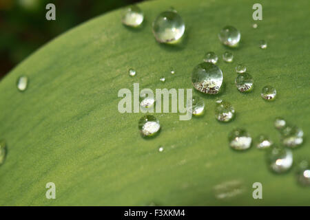 Belle feuille verte avec des gouttes d'eau Banque D'Images