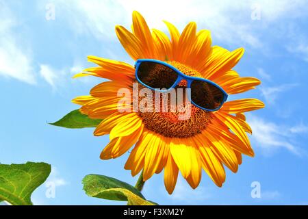 Drôle, Tournesol jaune avec des lunettes Banque D'Images
