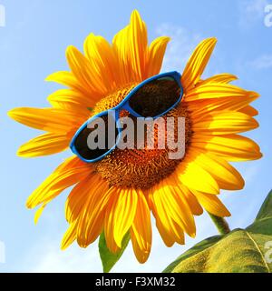 Drôle avec des lunettes de tournesol Banque D'Images