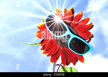 Drôle, tournesol rouge avec des lunettes Banque D'Images