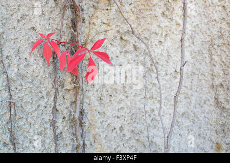 Feuilles rouges vignes grimpantes sur mur gris Banque D'Images