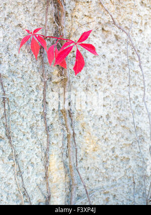 Feuilles rouges vignes grimpantes sur mur gris Banque D'Images