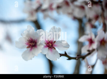 Branche avec deux fleurs d'amande Banque D'Images