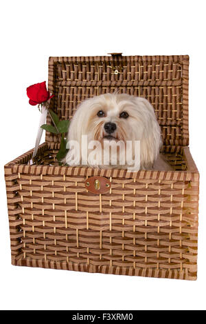 Le Bichon havanais dans panier Banque D'Images