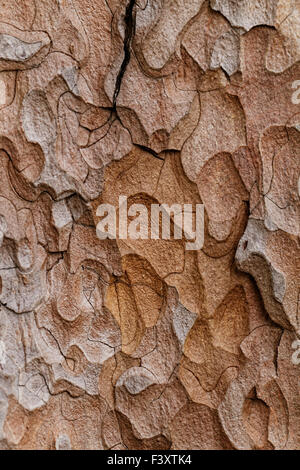 La texture en bois. Sapin de Crimée Banque D'Images