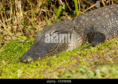 Alligator Alligator mississippiensis), (,Shark Valley, le Parc National des Everglades, en Floride Banque D'Images