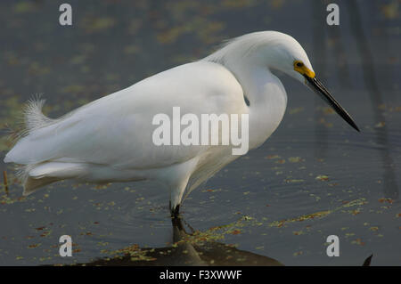 Aigrette neigeuse (Egretta thula), la chasse dans les eaux peu profondes, Wakodahatchee Wetlands, Delray Beach, Florida, USA Banque D'Images