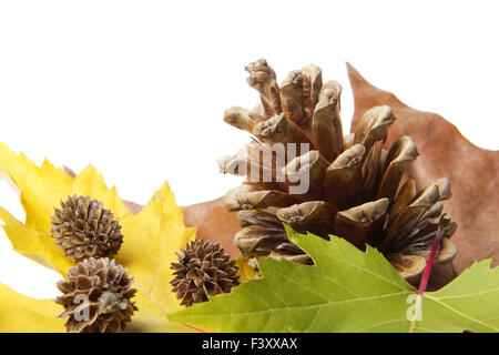 Les feuilles avec des pommes de pin Banque D'Images