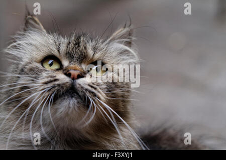 La photo en gros chat. Portrait d'animaux Banque D'Images