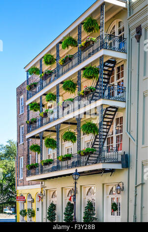 Un magnifique bâtiment de style maison créole avec des balcons en fer forgé noir et de plantes suspendues sur Decatur St., New Orleans, LA Banque D'Images