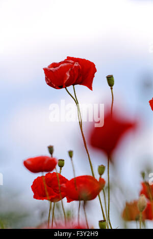 Coquelicots rouges fleurissent dans les prairies sauvages Banque D'Images