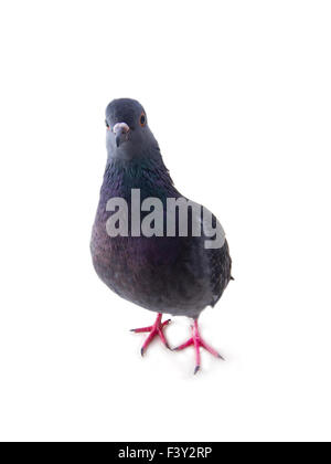 Pigeon sur un fond blanc Banque D'Images