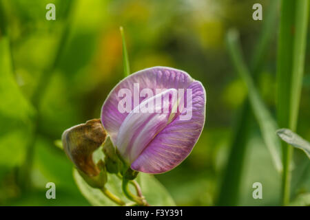 Fleur pourpre bean dans jardin avec vine Banque D'Images